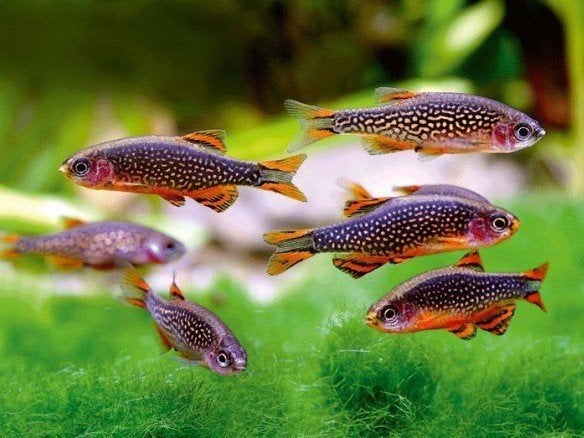 5 rasbora galaxy, Dieren en Toebehoren