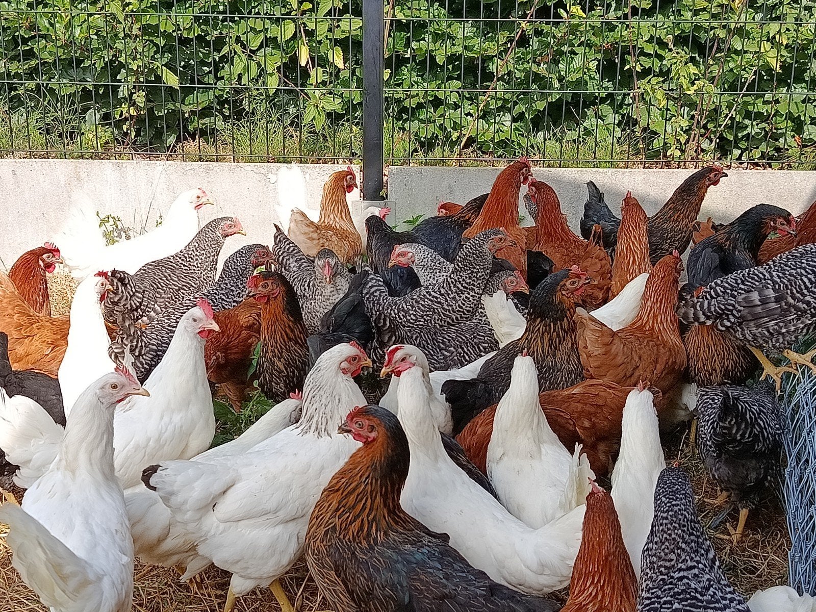 jonge legkippen promo, Dieren en Toebehoren, Kip