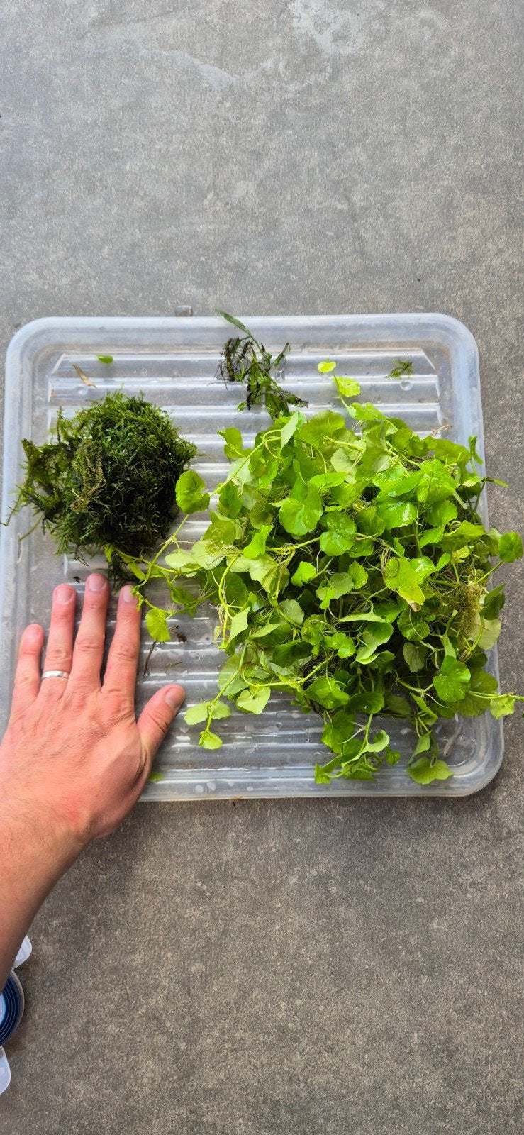 paket aquarium planten tekoop/teruil, Verzenden