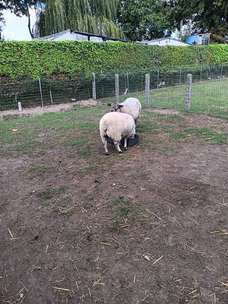 jeune cigogne à vendre, Animaux & Accessoires, Femelle, Mouton, 0 à 2 ans