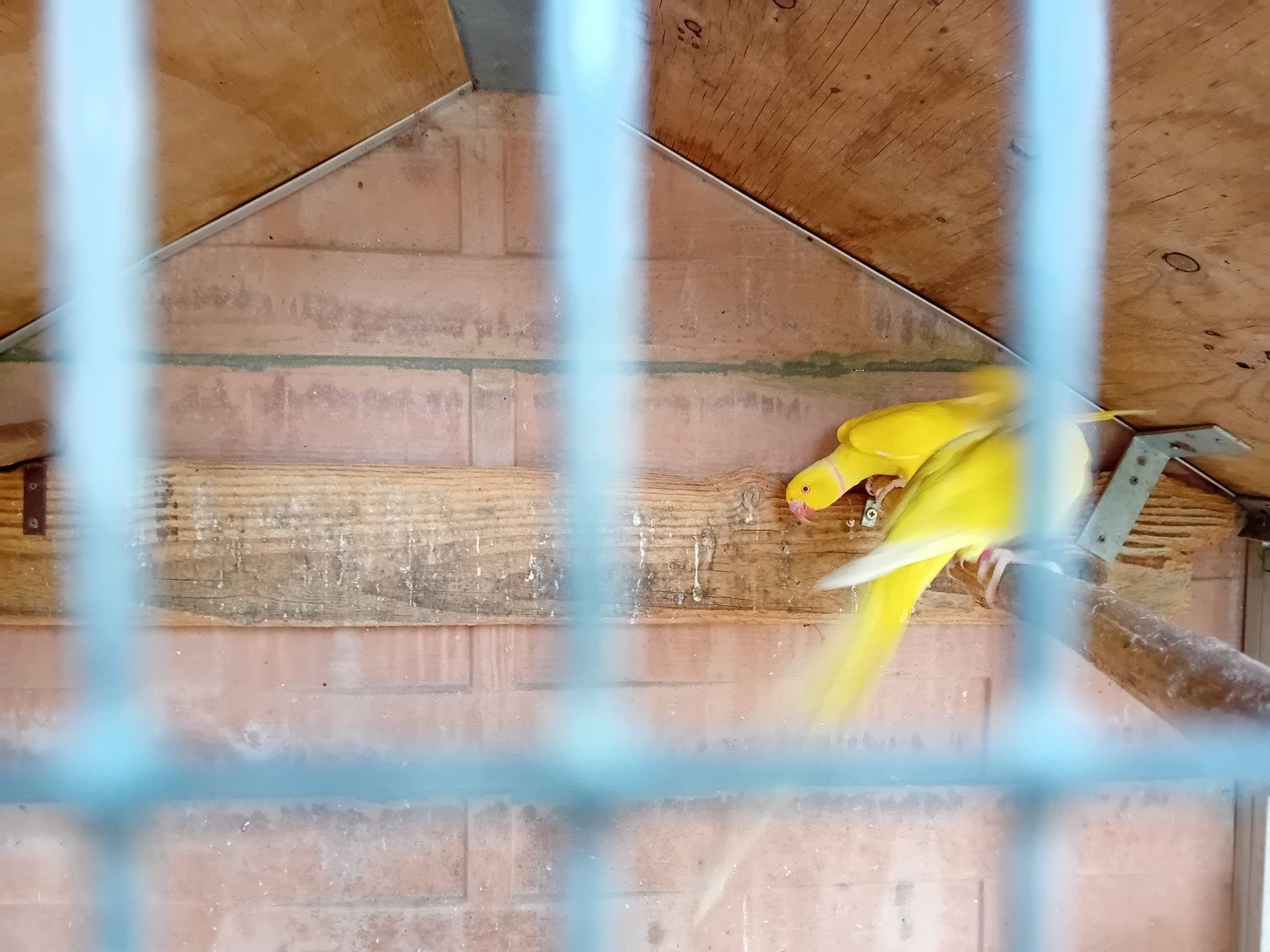 Kweekkoppels Halsband parkieten, Meerdere dieren, Parkiet, Geringd