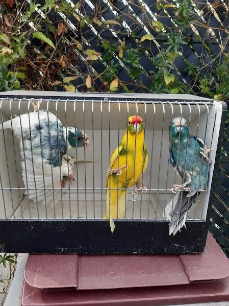 kakariki, Dieren en Toebehoren, Vogels | Parkieten en Papegaaien, Mannelijk, Geringd