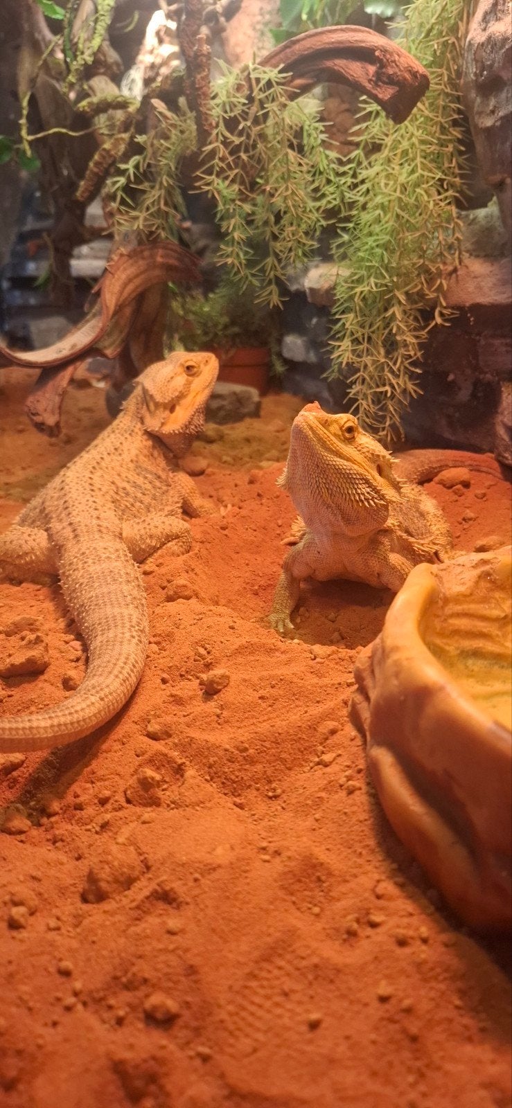 2 manlijke baardegamen, Overige soorten, Met terrarium, 3 tot 6 jaar