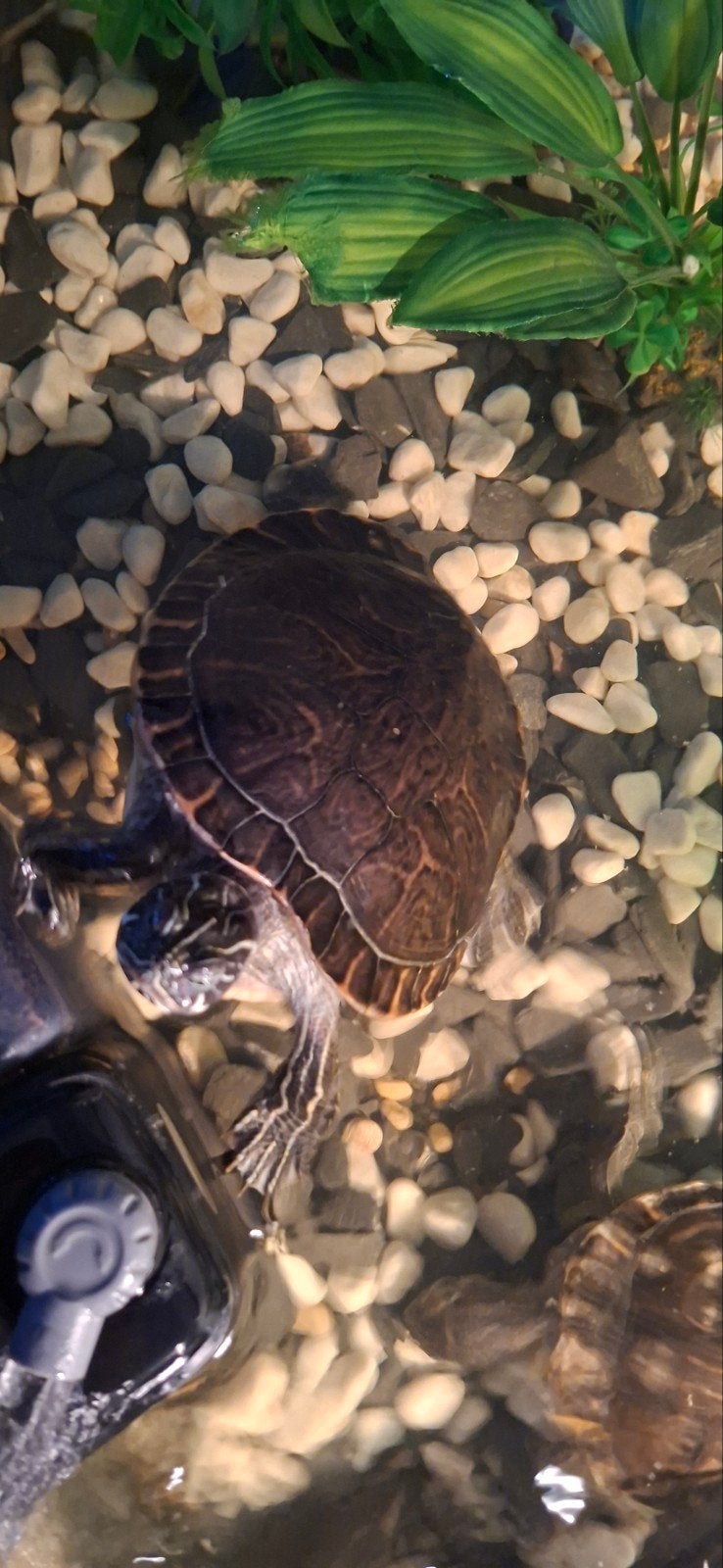 3 grote waterschildpadden met aquarium, Schildpad