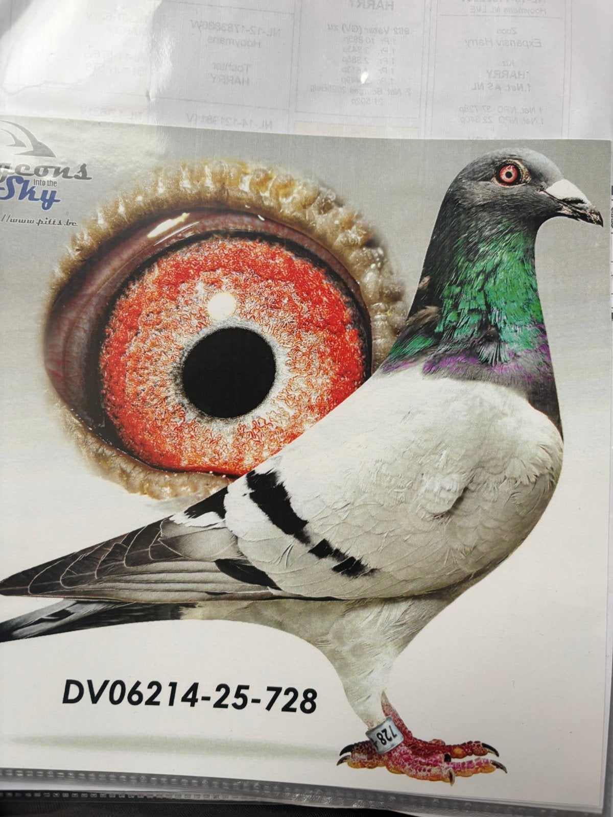 doffer hooymans (harry lijn) x koopman, Dieren en Toebehoren, Vogels | Duiven