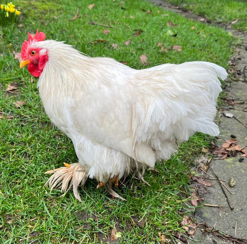 Haantjes te koop, Dieren en Toebehoren