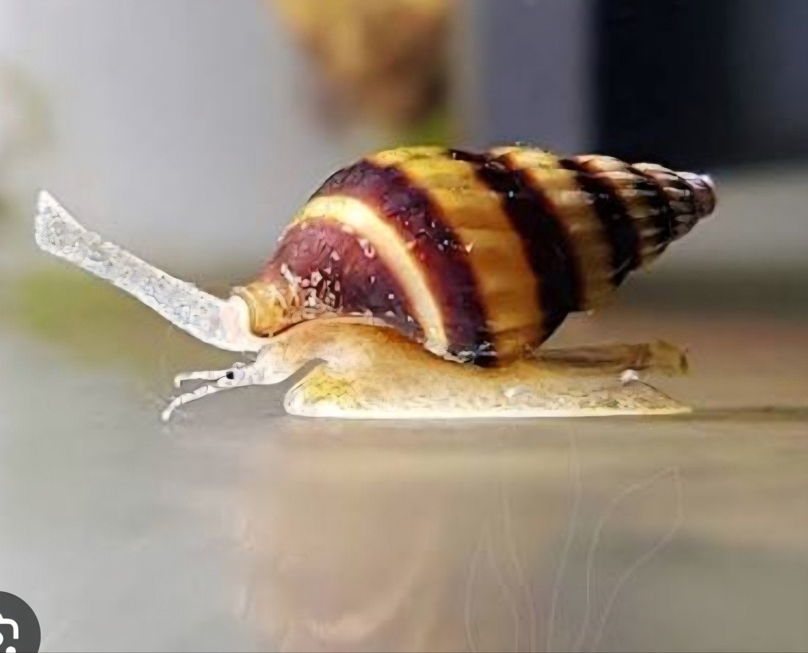 helena slak, Dieren en Toebehoren, Vissen | Aquariumvissen