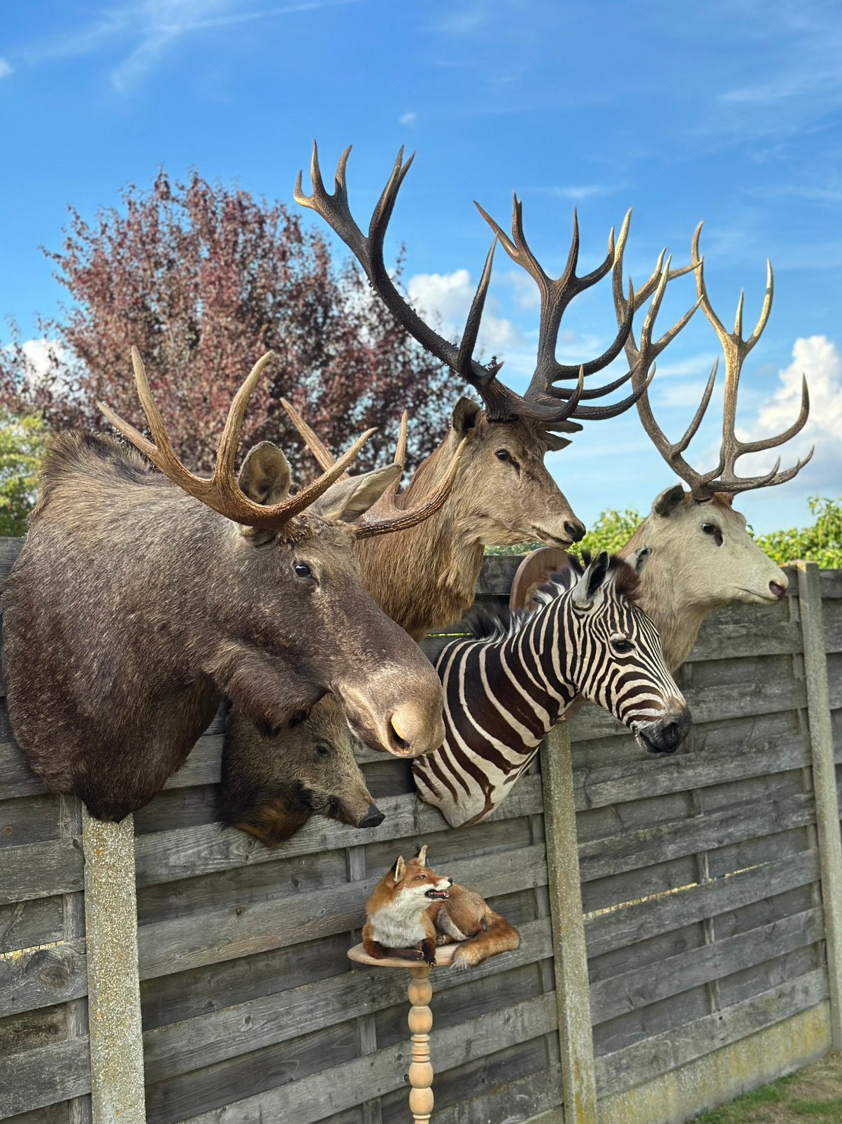 Curiosa dieren opgezette top stukken, Ophalen