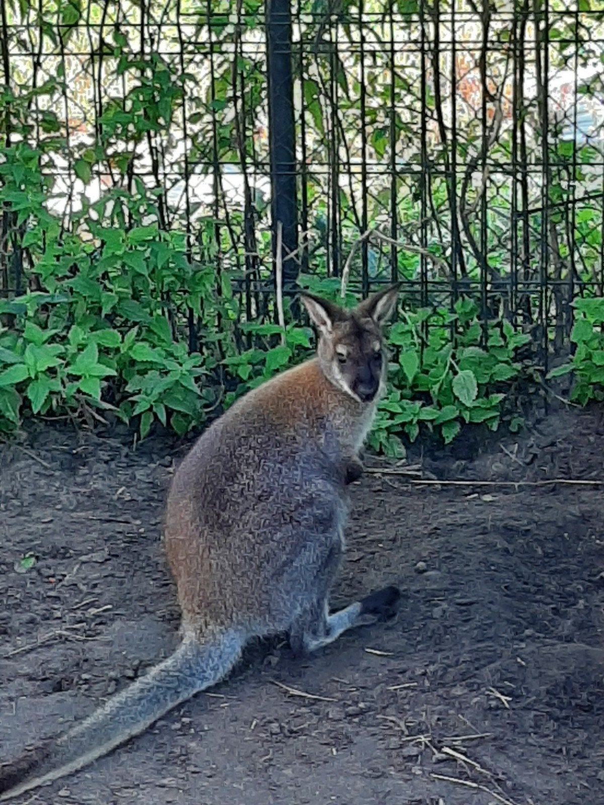 wallaby mannetje te koop, Mai, Mâle
