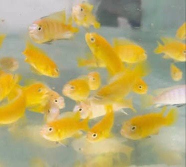 Saulosi jongen, Dieren en Toebehoren, Vissen | Aquariumvissen