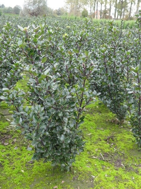 Ilex Blue Prince ( hulst ), Tuin en Terras, Ophalen, Hulst
