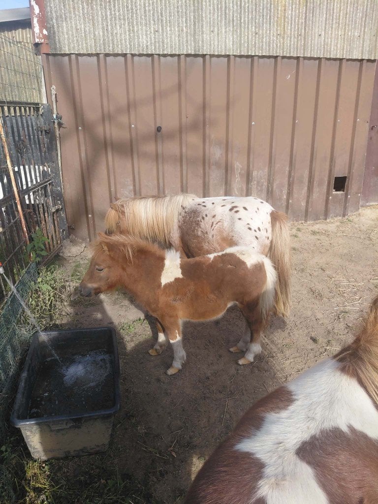 poulain falabela, Dieren en Toebehoren, Minder dan 160 cm, Hengst, Onbeleerd, Recreatiepaard