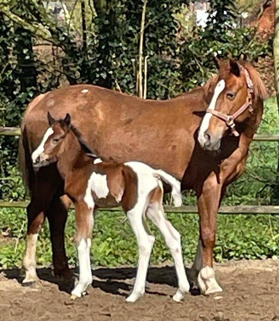 Knap bruinbont hengstveulen, Dieren en Toebehoren, Springpaard, Minder dan 160 cm, Met stamboom, Niet van toepassing