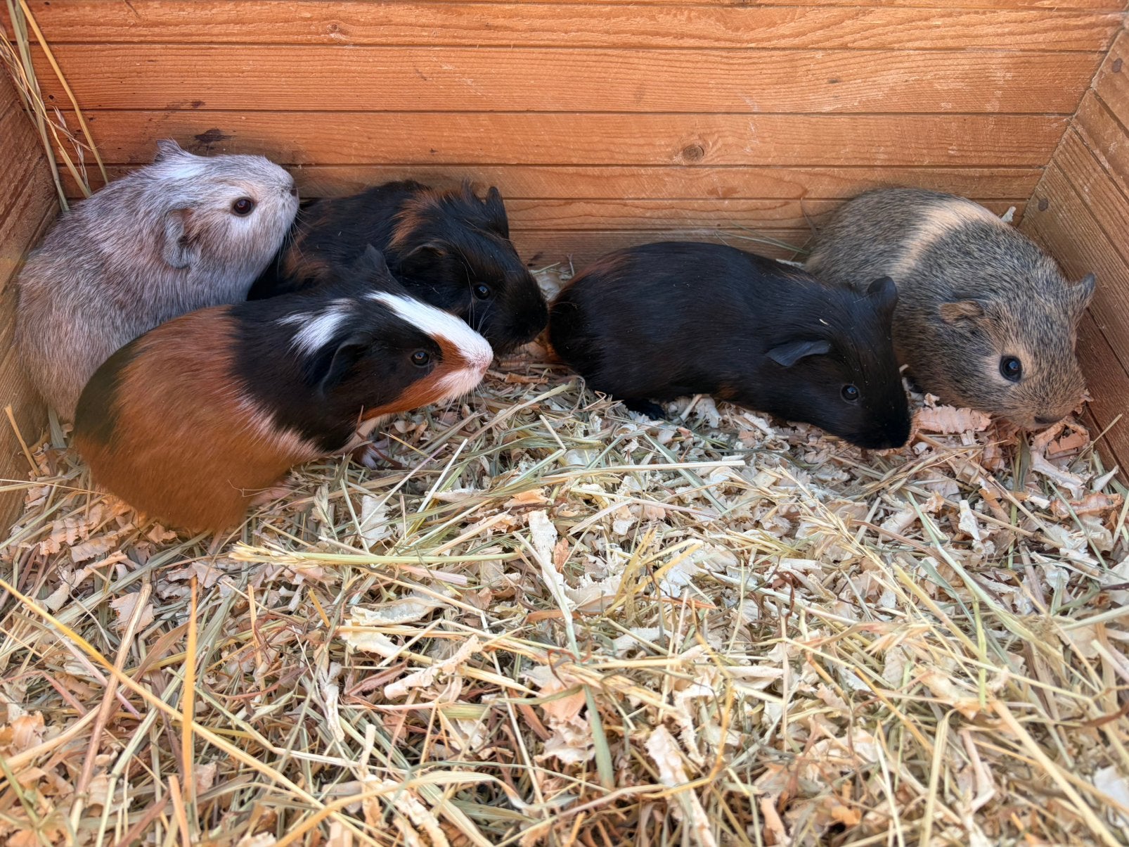 3 jonge driekleur cavia zeugjes, Septembre, Femelle, Cobaye