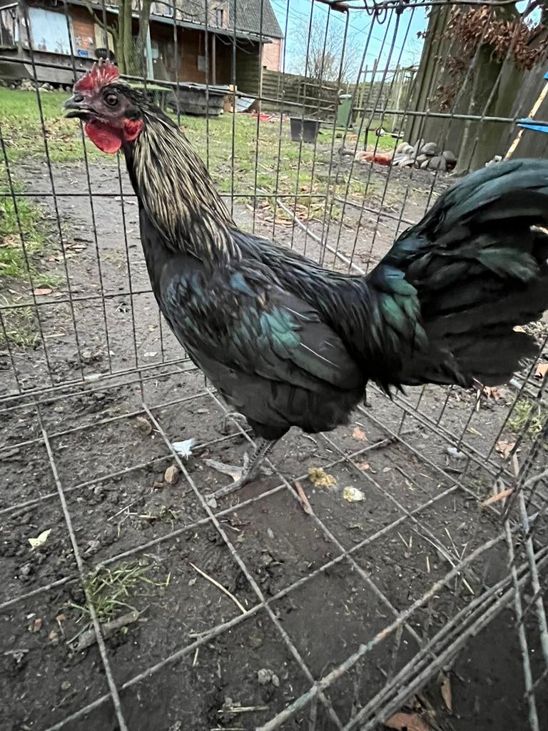 Hanen, Dieren en Toebehoren