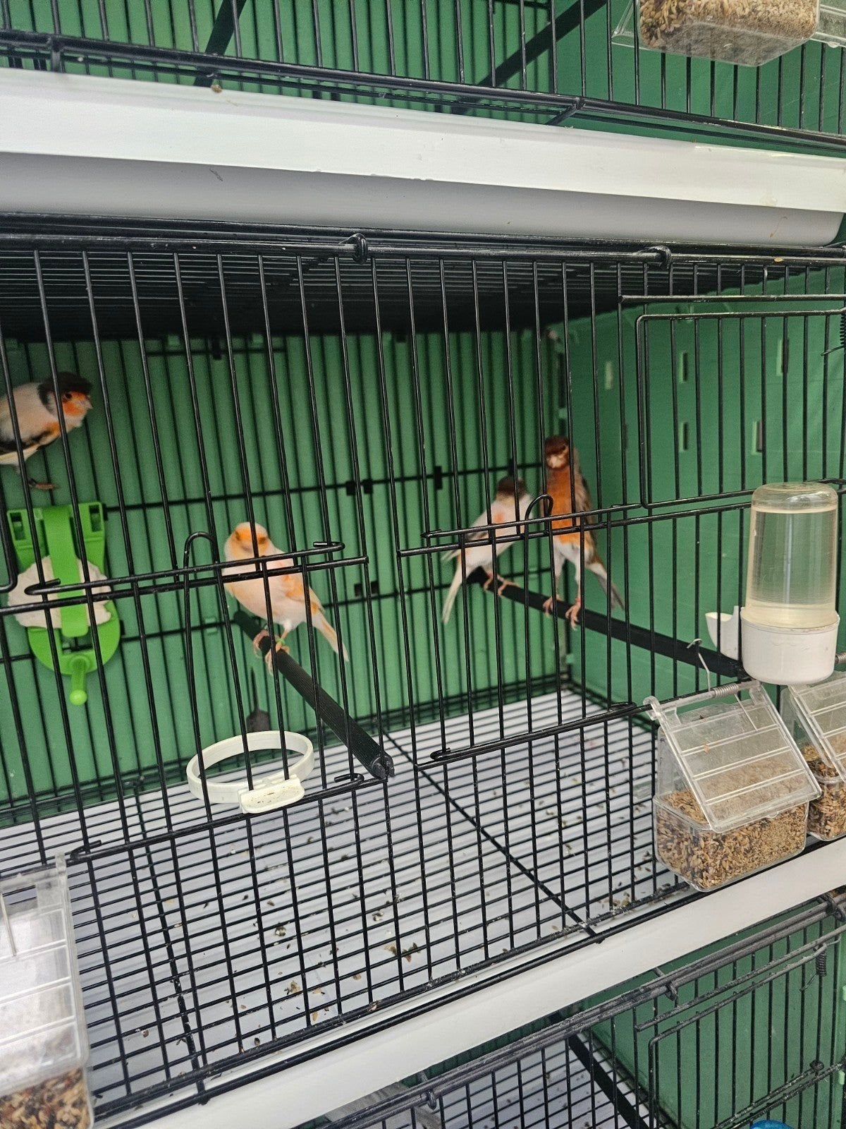 Te koop mooi  vogel portugese