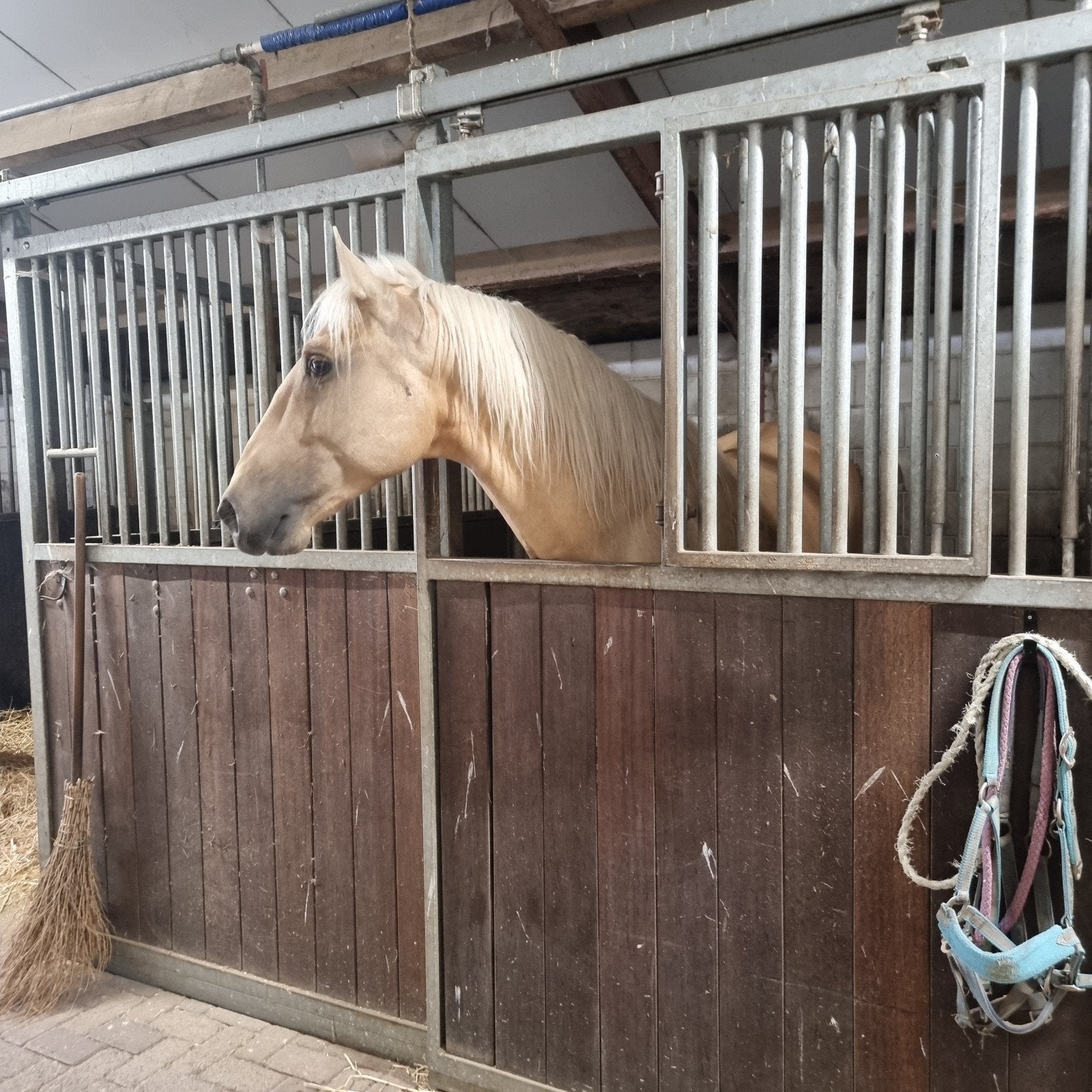 Knappe 4 jarige palomino, Hongre, Débourré, Avec pedigree, 160 à 165 cm