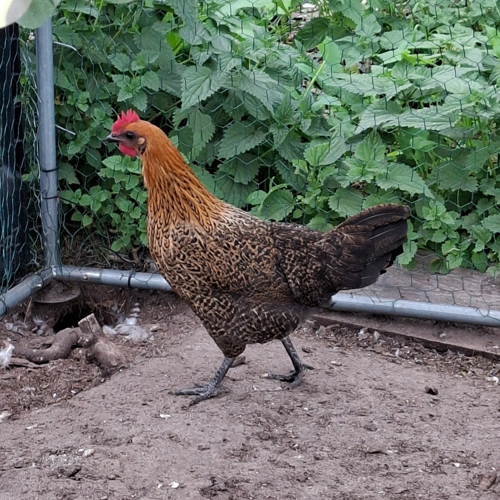 Kempisch hoenders toom, Dieren en Toebehoren, Meerdere dieren, Kip