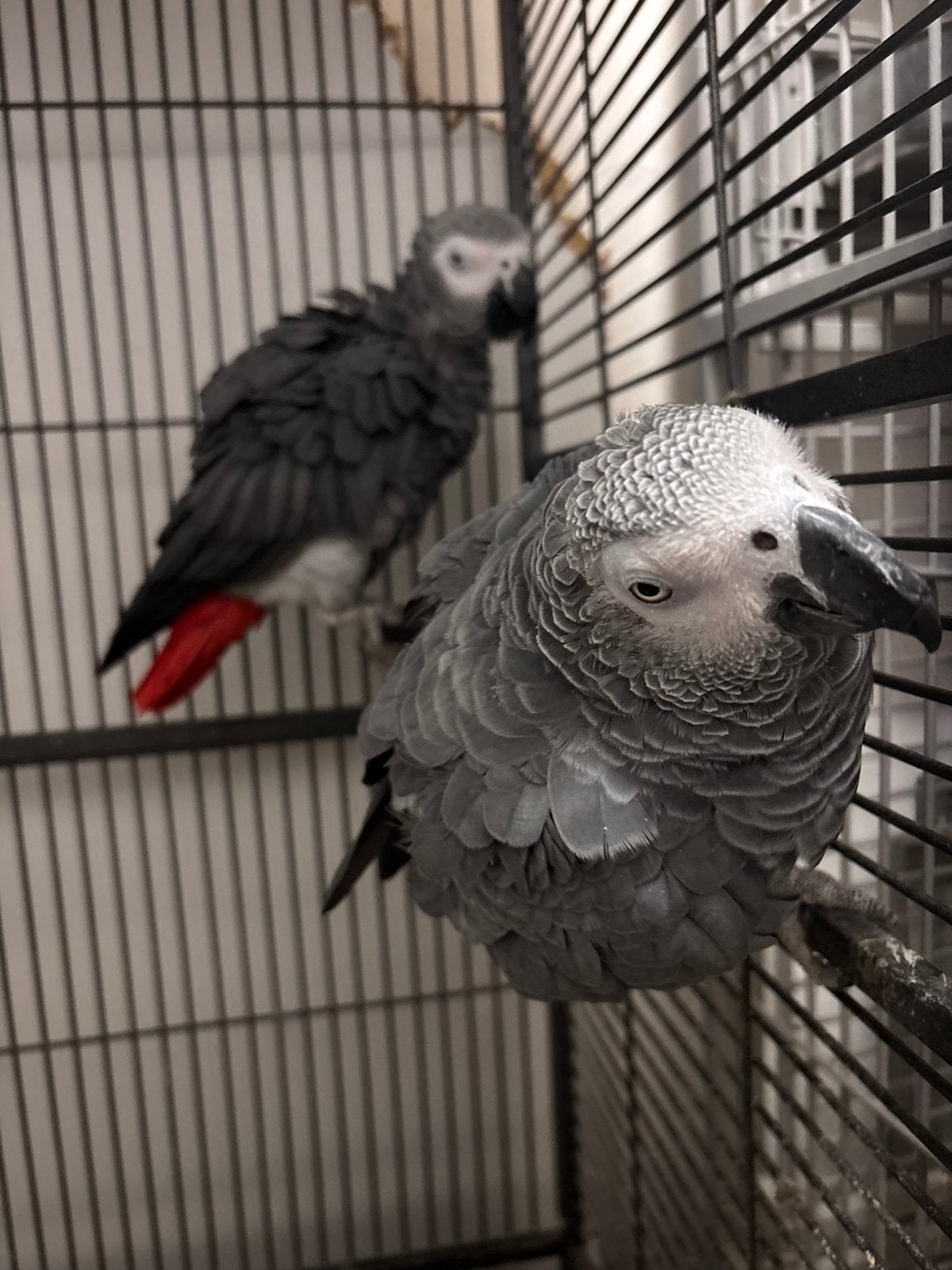 Bewezen Koppel Grijze Roodstaarten, Dieren en Toebehoren, Meerdere dieren, Papegaai, Pratend