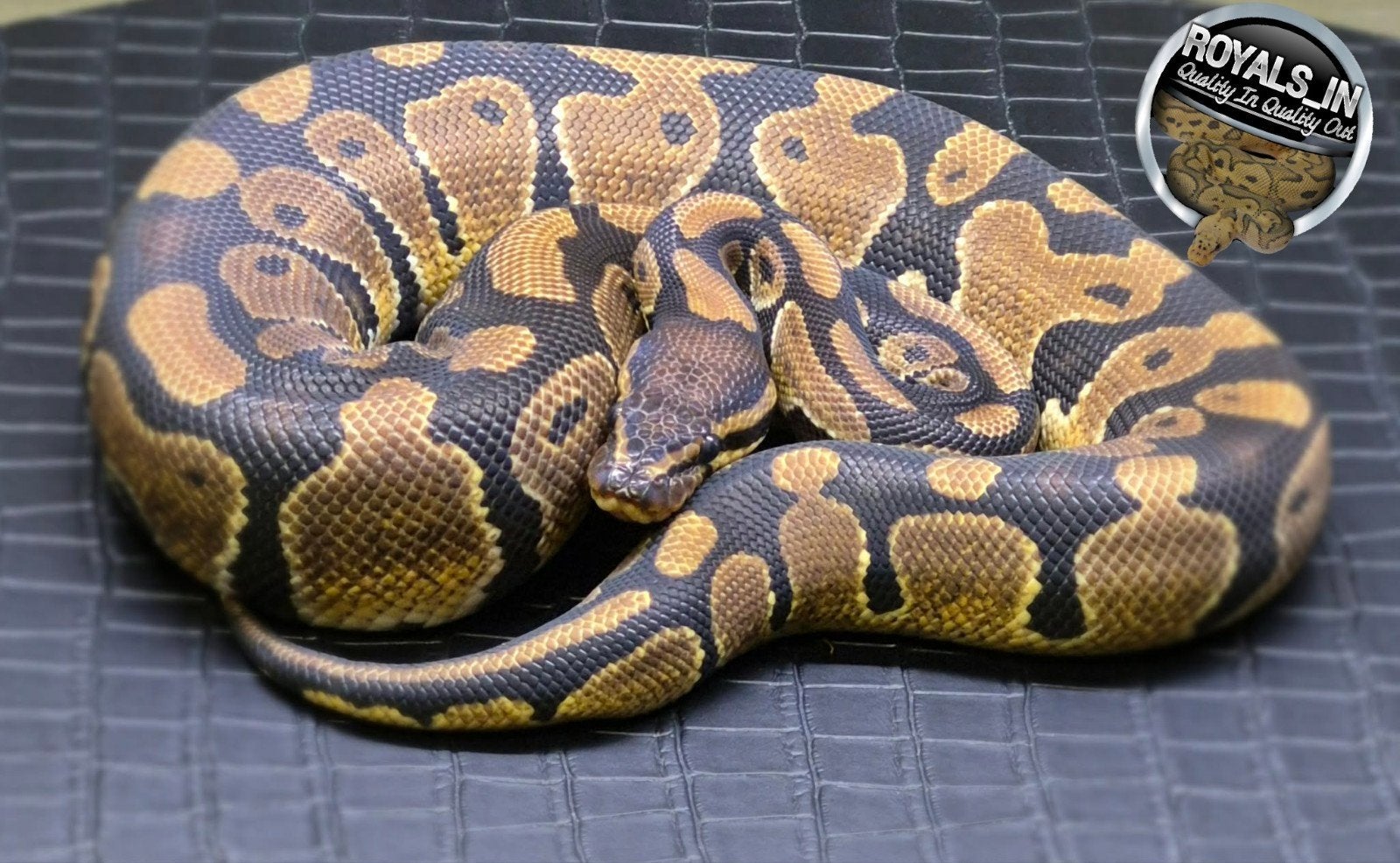 Python regius Ball Python - male for sale from ROYALS_IN
