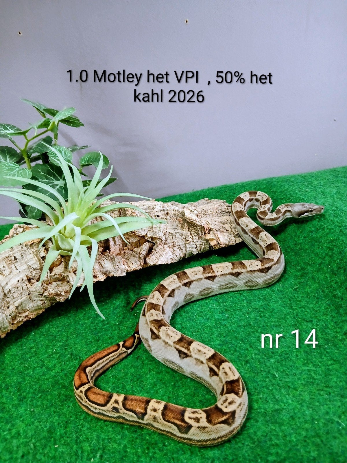 Boa Imperator nakweekjes 2026, Dieren en Toebehoren, Reptielen en Amfibieën, Slang, Tam, 0 tot 2 jaar