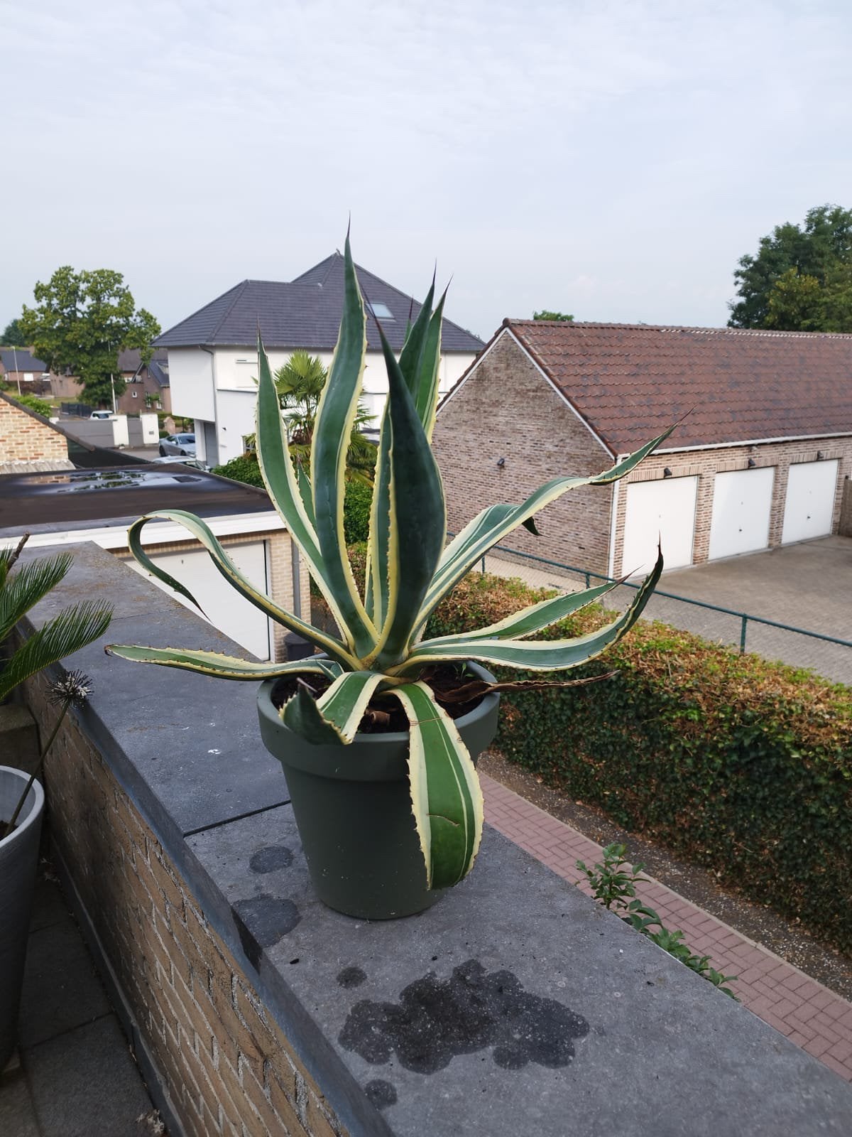 Agave Americana, Volle zon, Vaste plant, Bloeit niet, Ophalen