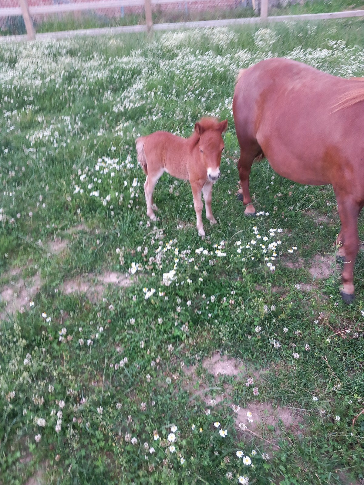 Shetland veulentje, Dieren en Toebehoren, Pony's