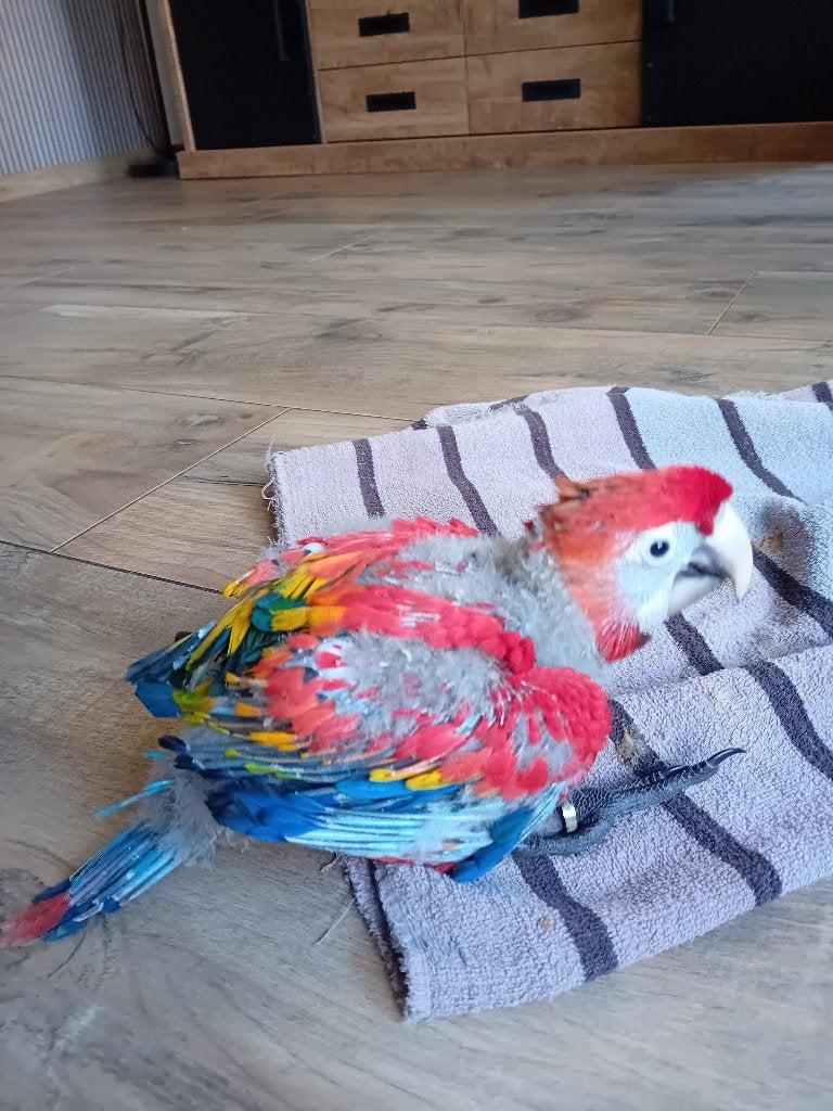 geelvleugel ara, Dieren en Toebehoren, Vogels | Parkieten en Papegaaien, Mannelijk, Papegaai, Geringd