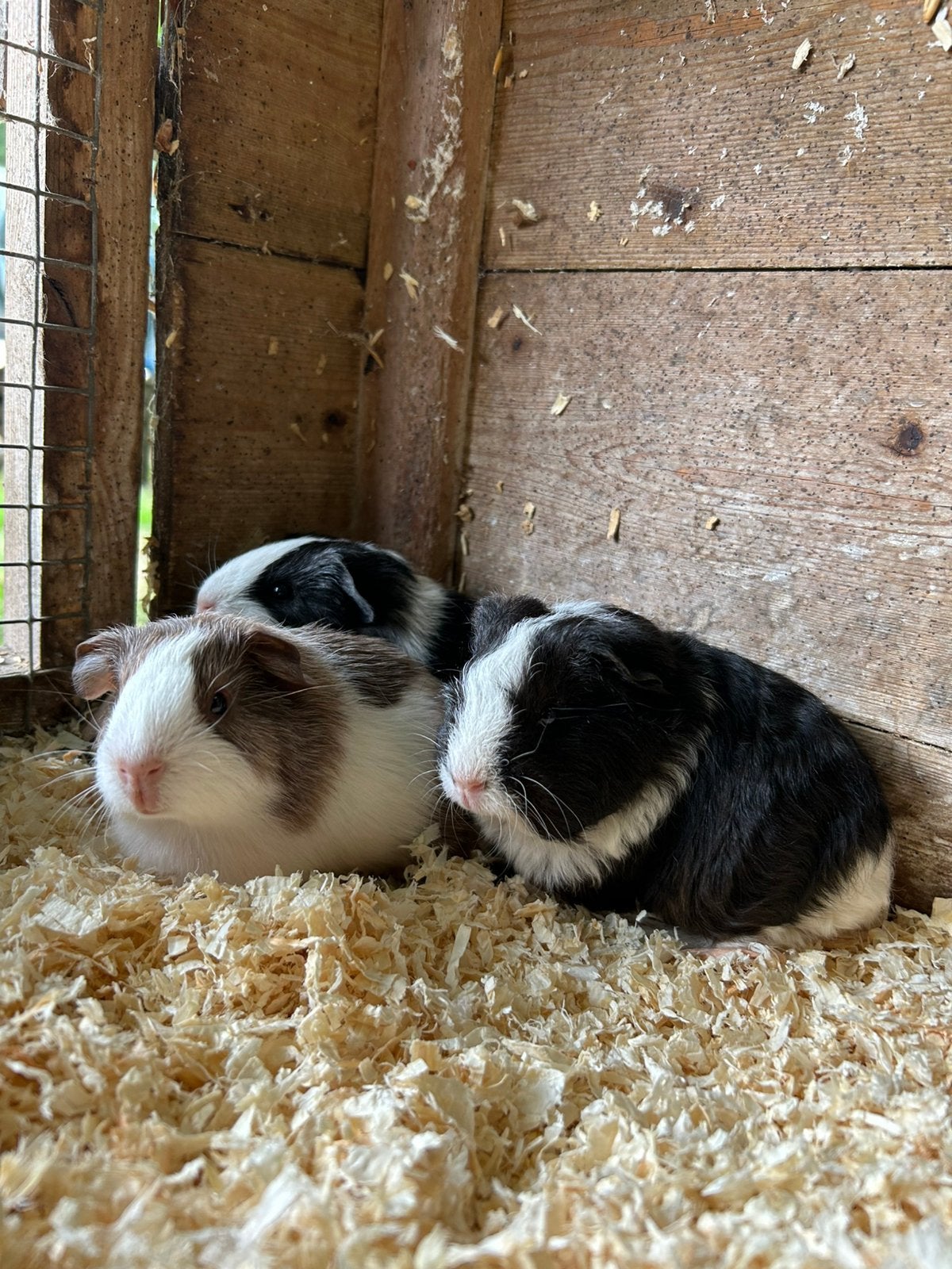 Lieve jonge cavia’s, Animaux & Accessoires, Rongeurs, Mâle, Juin, Domestique, Cobaye