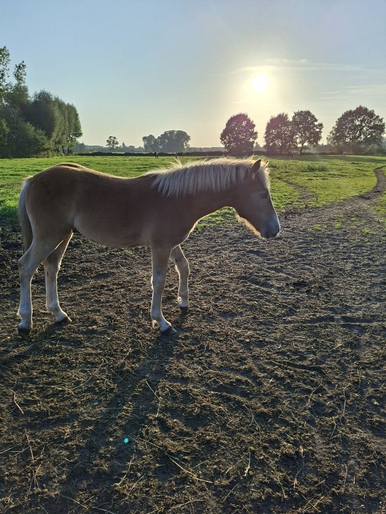 hengsten, Avec puce électronique, Moins de 160 cm, 0 à 2 ans, Cheval de récréation