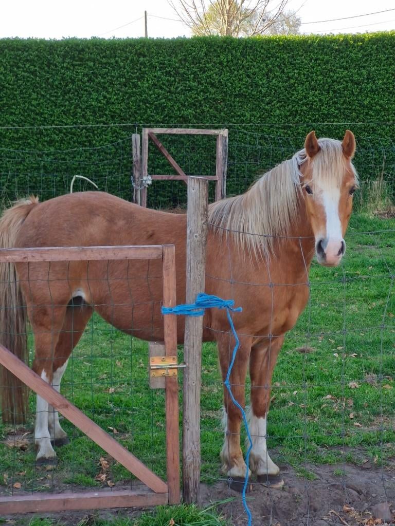 B-pony merrie te koop (11 jaar), Dieren en Toebehoren, Pony's, Merrie, Niet van toepassing, B pony (1.17m tot 1.27m), Recreatiepony