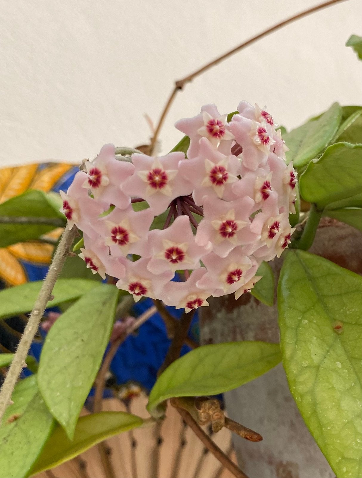 Hoya Carnosa, Huis en Inrichting, Kamerplanten, Ophalen