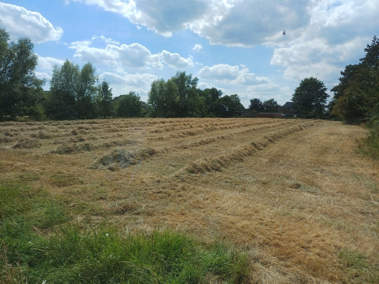 hooi te koop 6 euro/pakje, Dieren en Toebehoren, Stalling en Weidegang