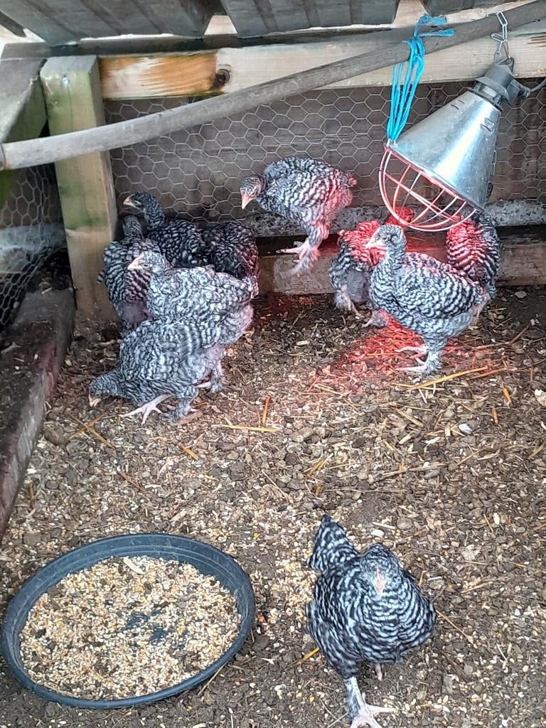 Jonge mechelse koekoek kippen kuikens 5 weken, Meerdere dieren, Kip