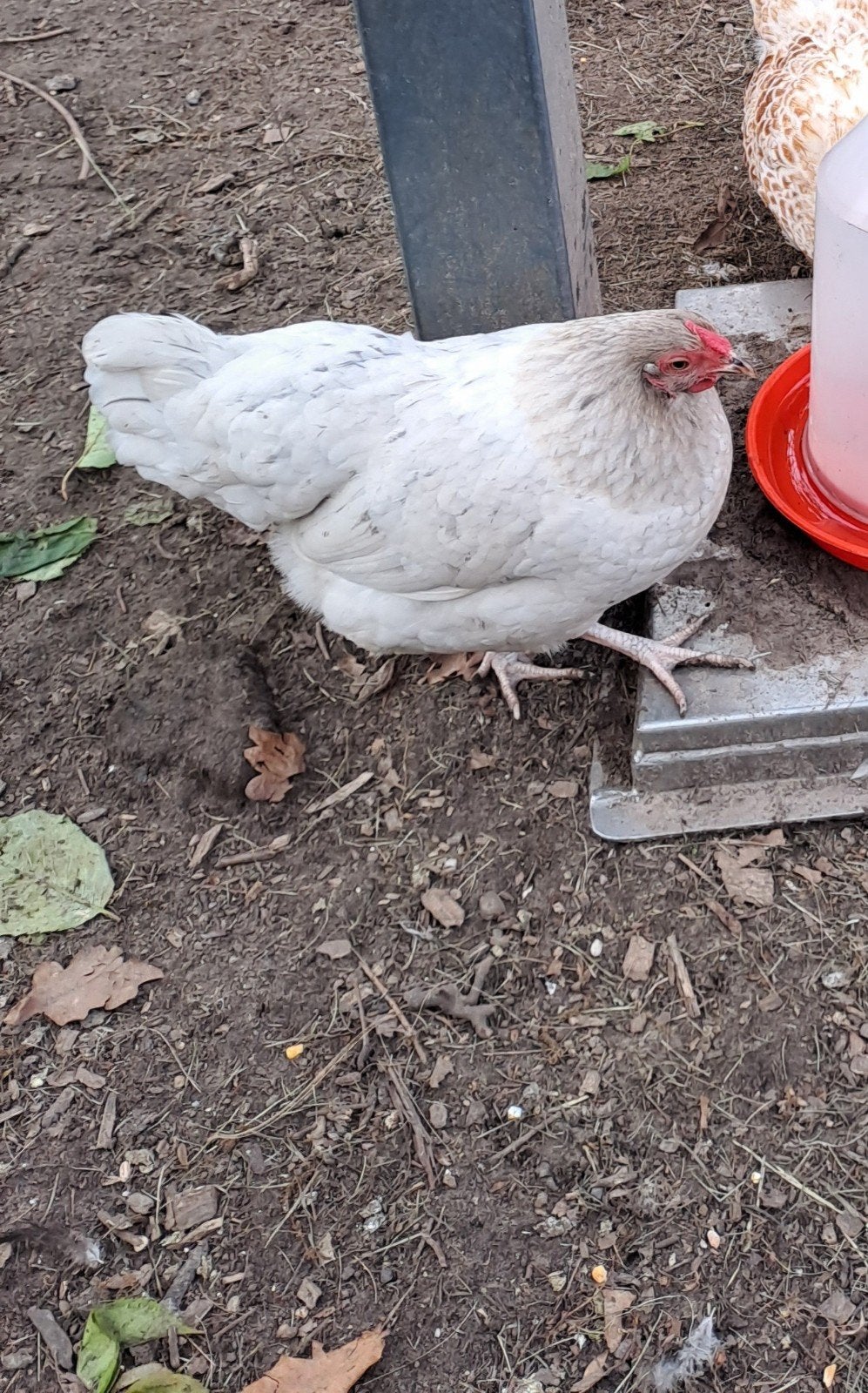 2 hennen en haan, Dieren en Toebehoren, Pluimvee, Vrouwelijk