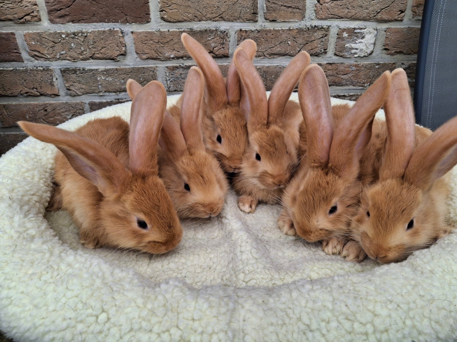 Raszuivere gevaccineerde Vlaamse reuzen, Dieren en Toebehoren, Konijnen