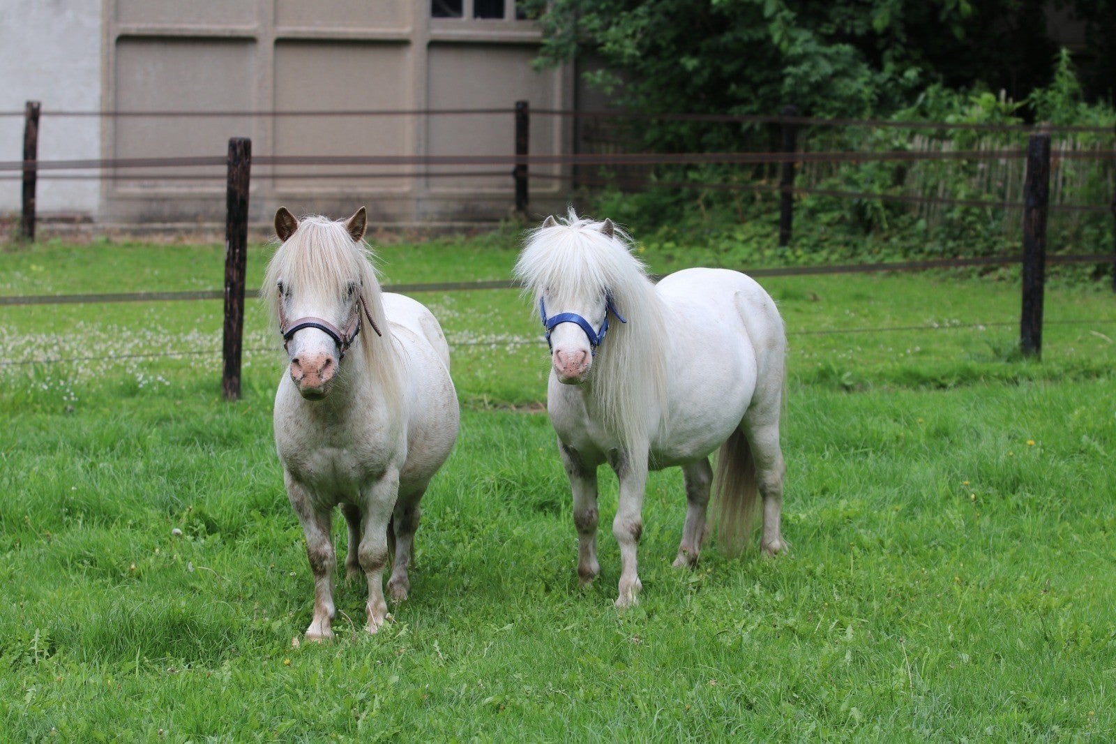 2 prachtige few spot pony ruinen, Ruin, Gechipt, 11 jaar of ouder