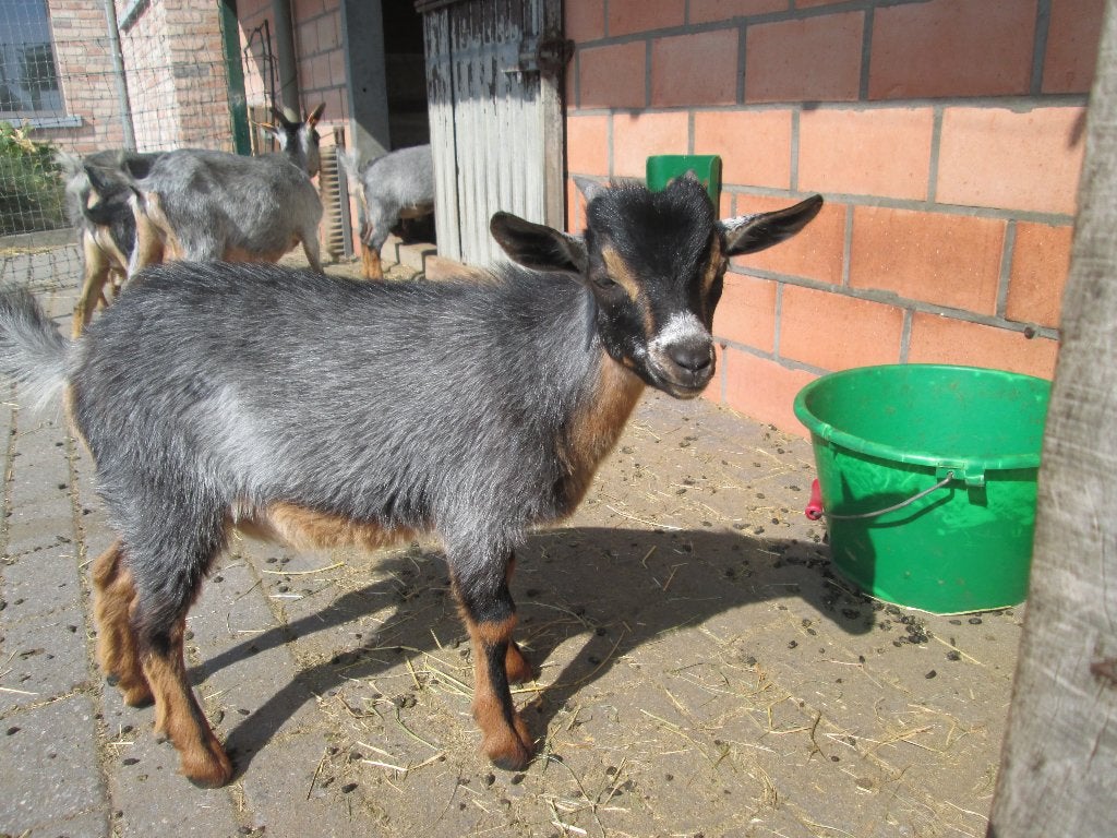 Blauwschimmeltan dwerggeitenbokje van Jill, Mannelijk, Geit, 0 tot 2 jaar