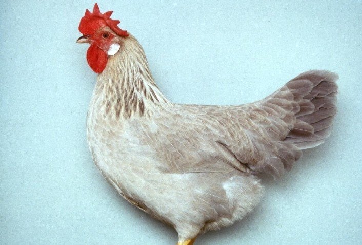 Duitse legkip hen 'italiener' '