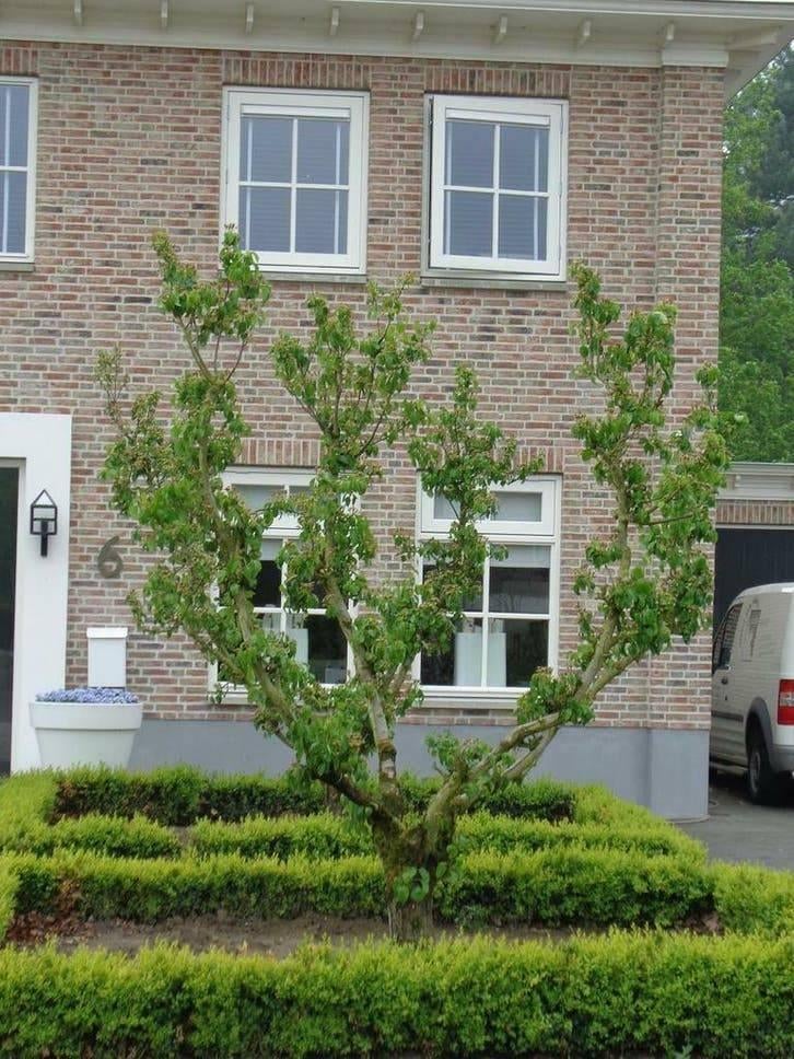 Leibomen & Dakbomen – Liquidambar, Linde en Plataan, Tuin en Terras, Ophalen of Verzenden