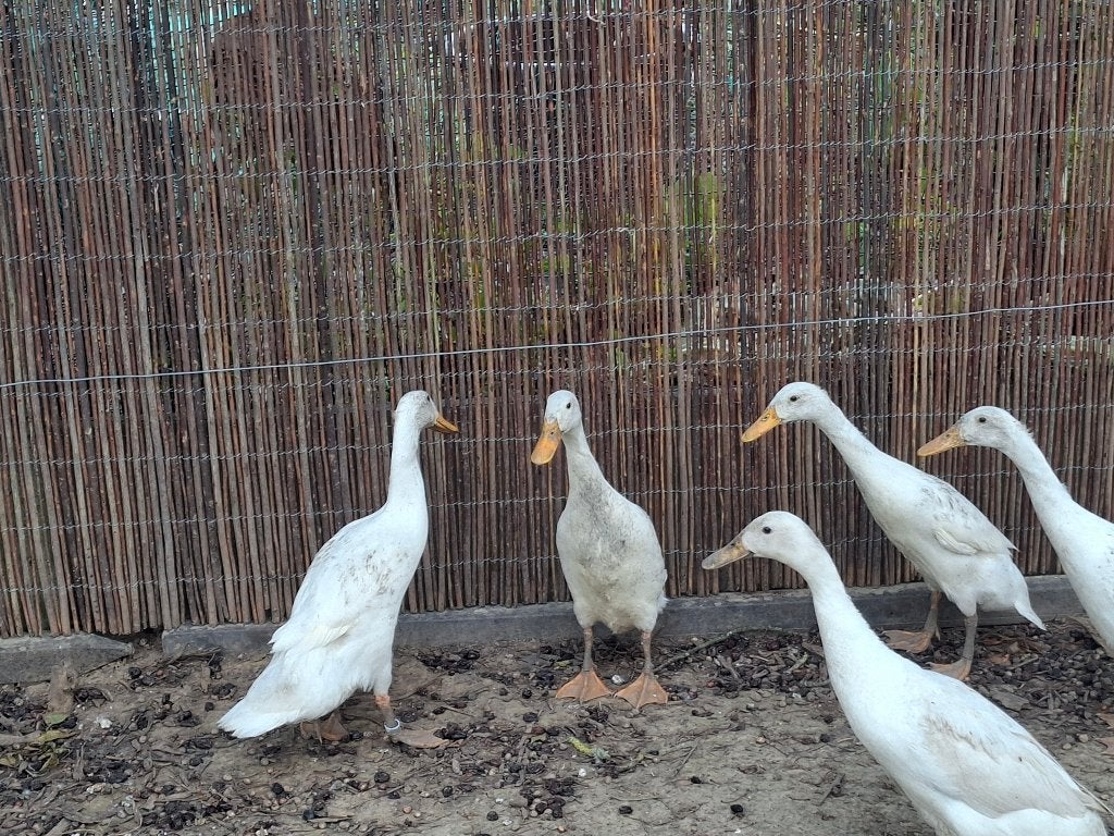 Jonge witte loopeenden., Dieren en Toebehoren, Meerdere dieren, Eend