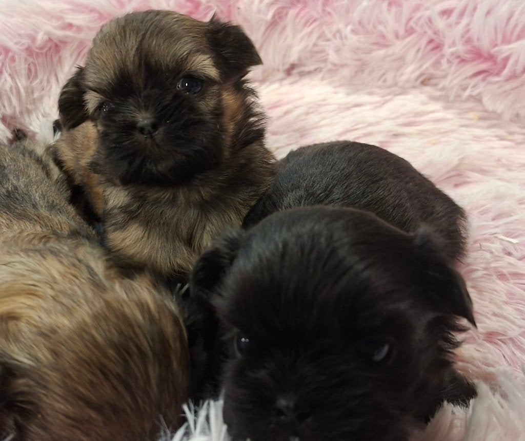 Shih-Tzu, Maladie de Carré (chiens), Autres races, Plusieurs, Belgique