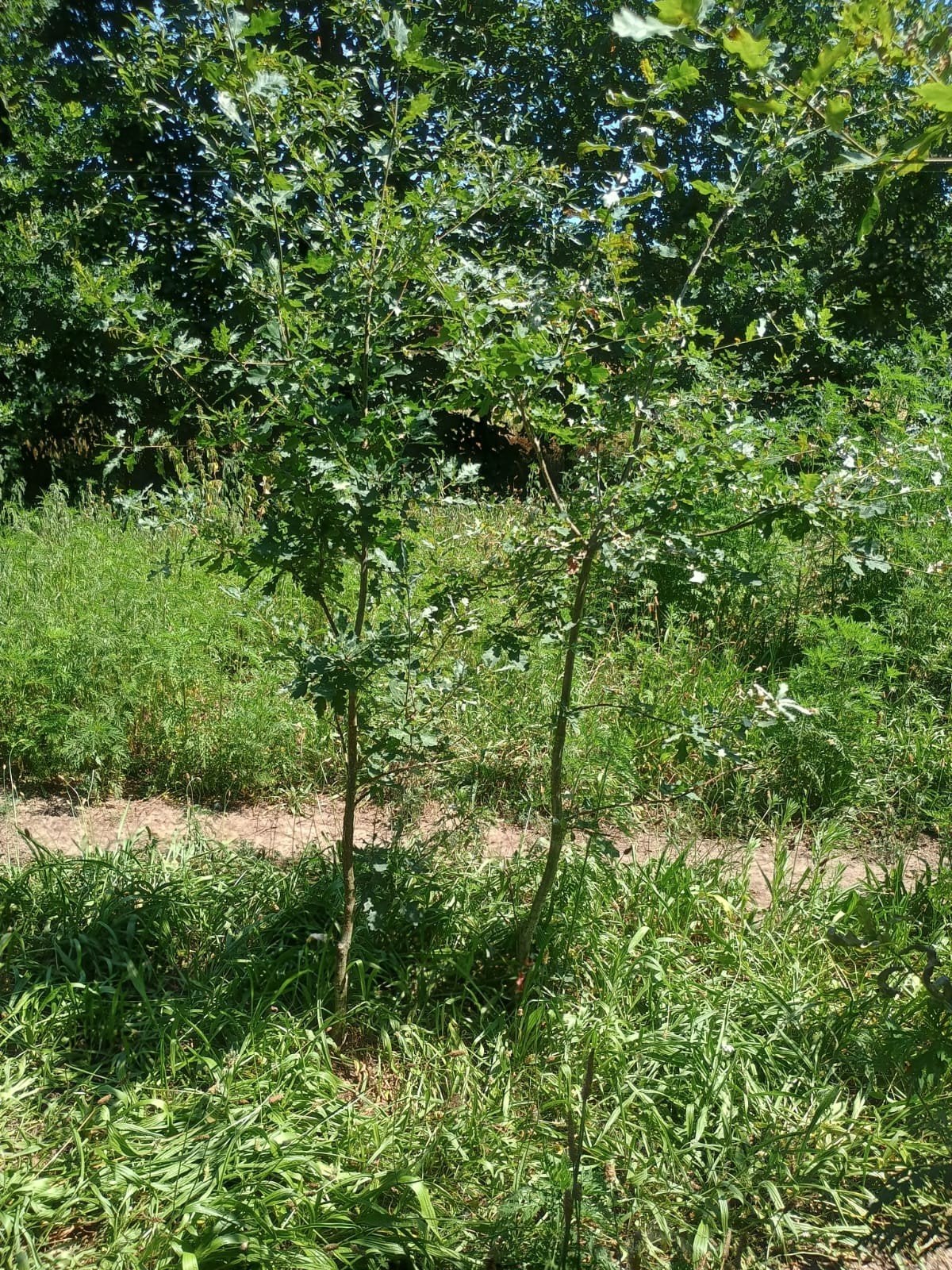 Zomereik te koop, Tuin en Terras, Planten | Bomen, Ophalen