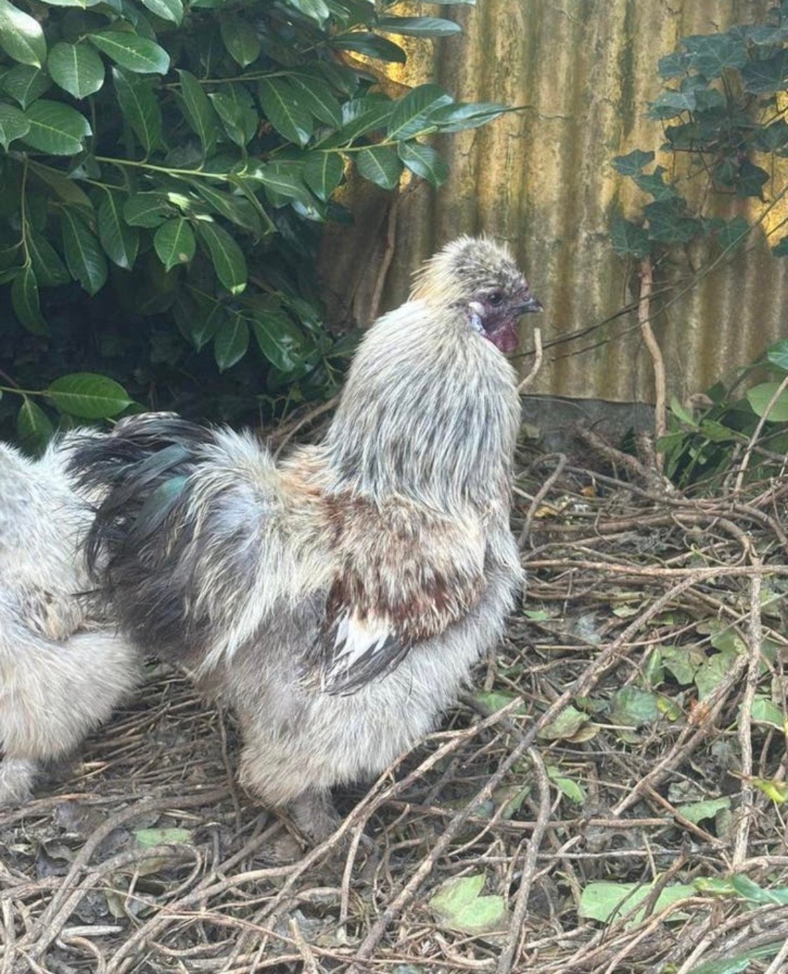 Coqs Silkfowl, Mâle, Poule ou poulet