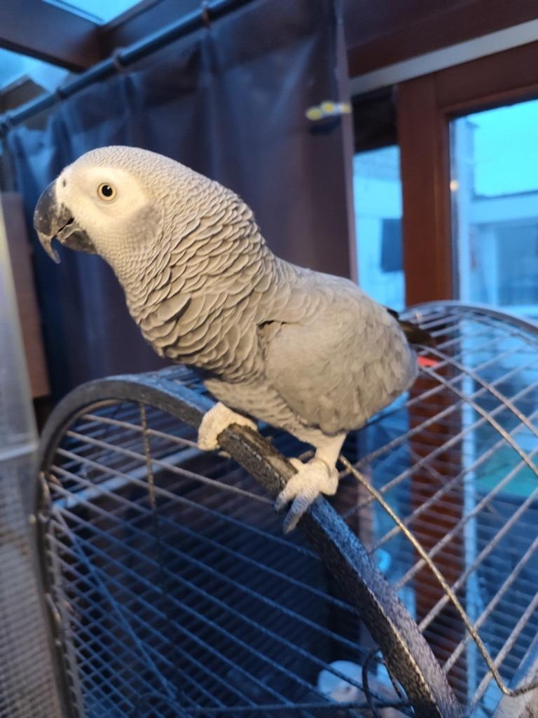 Broedrijpe grijze roodstaart pop gezocht, Dieren en Toebehoren