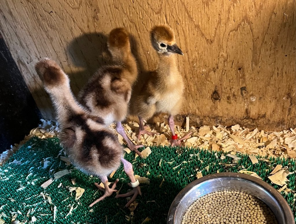 kuikens grijze kroonkraanvogel, Dieren en Toebehoren, Pluimvee, Meerdere dieren, Overige soorten