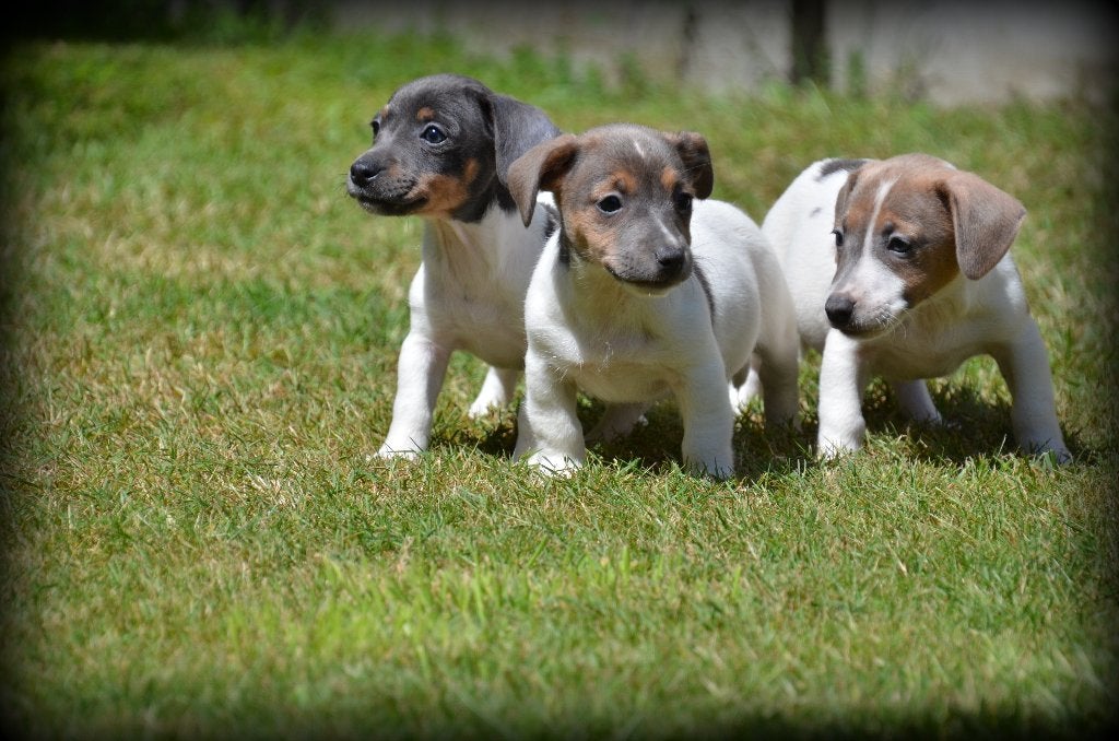 Jack Russell pups, Dieren en Toebehoren, Parvo, België, Jack Russell Terriër, Reu