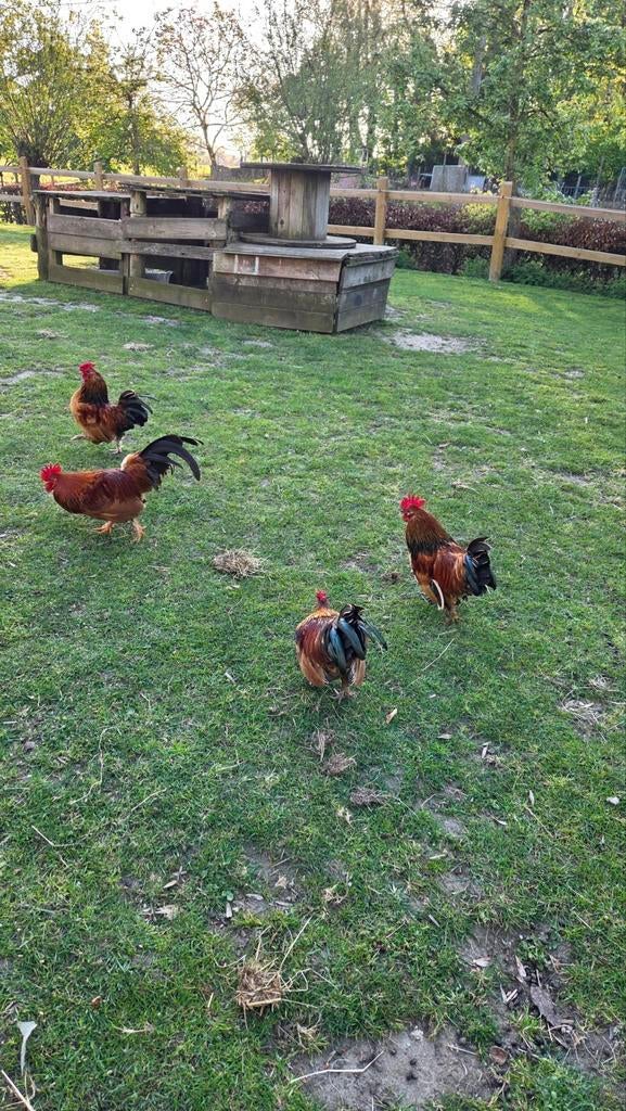 Engelse haantjes, Dieren en Toebehoren, Pluimvee