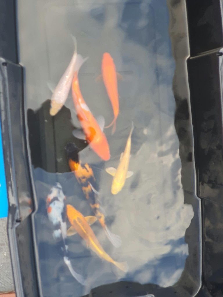 Laatste kans! (7 Koi) – Kohaku, Showa, Hi Utsuri & Yamabuki, Dieren en Toebehoren, Karper of Koi
