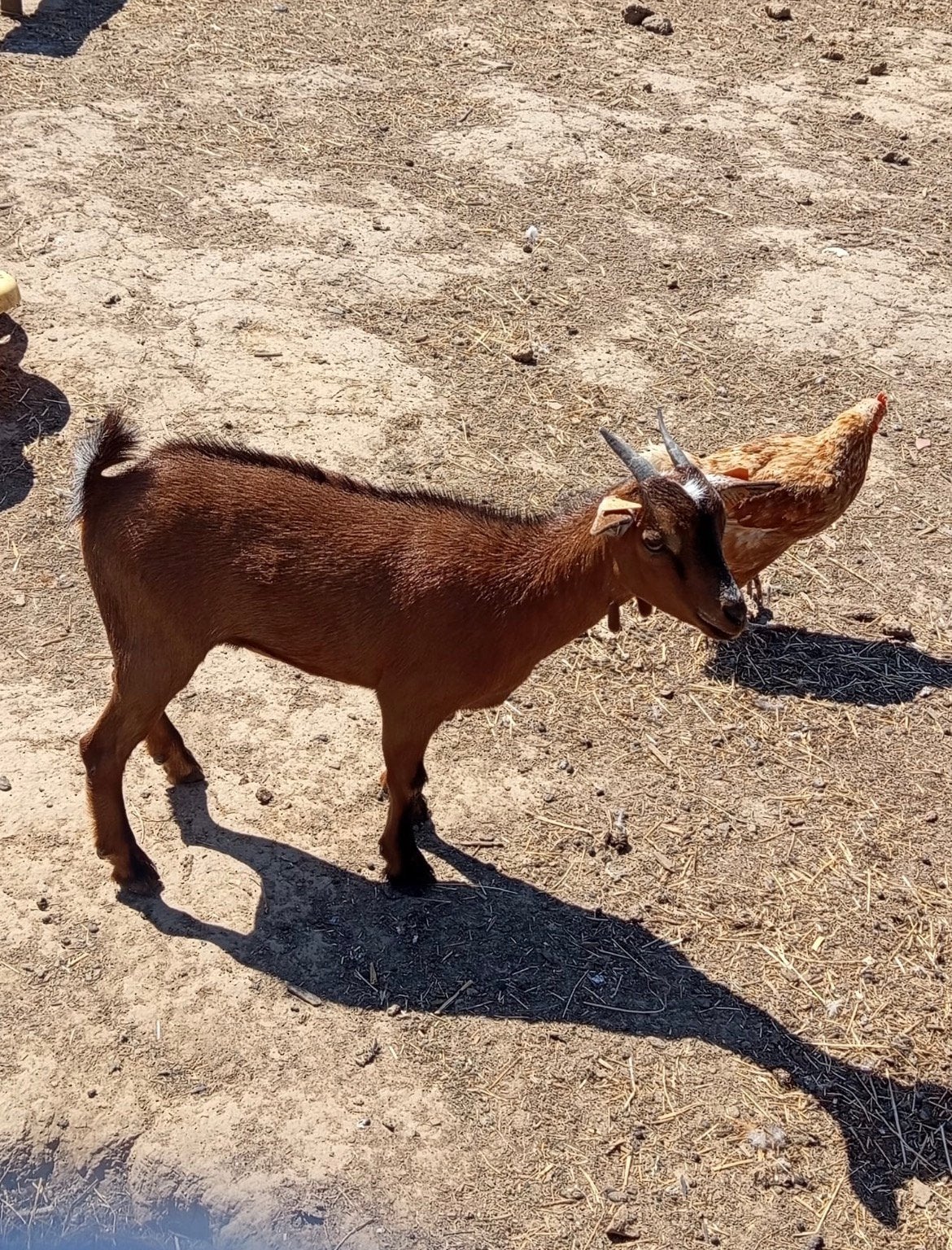 3 dwerggeiten te koop, Plusieurs animaux, Chèvre, 0 à 2 ans